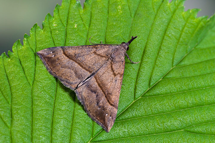 Top 10 moths: The Snout Hypena proboscidalis