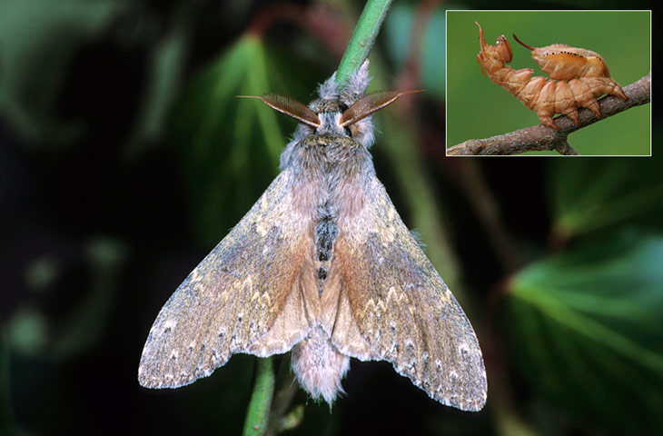 Top 10 moths: Lobster Moth (Stauropus fagi)