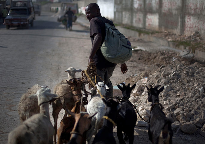 24 hours pictures: A man walks his goats,  Port-au-Prince, Haiti