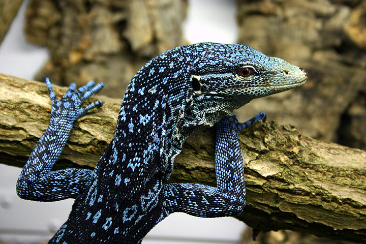 WWF: Monitor lizard, Papua New Guinea