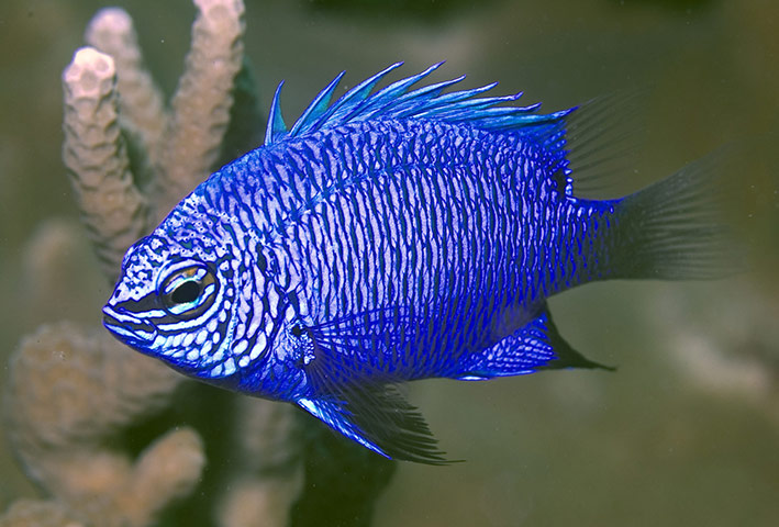 WWF: Chrysiptera cymatilis damselfish, Papua New Guinea