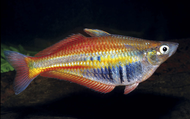 WWF: Chilatherina Alleni rainbowfish, Papua New Guinea