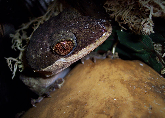 WWF: Giant Bent-Toed Gecko (Cyrtodactylus irianjayaensis) Papua New Guinea