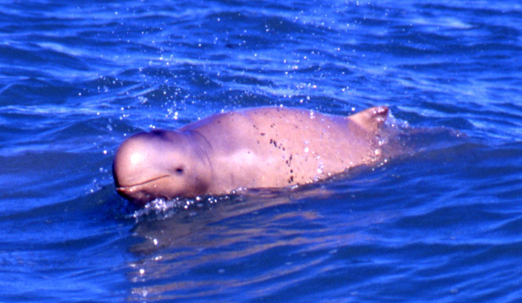 WWF: Dolphin, Papua New Guinea