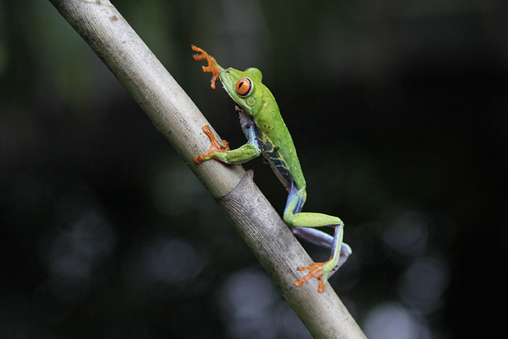 Solar Power: A red-eyed tree frog climbs a branch at the Montibell wildlife reserve
