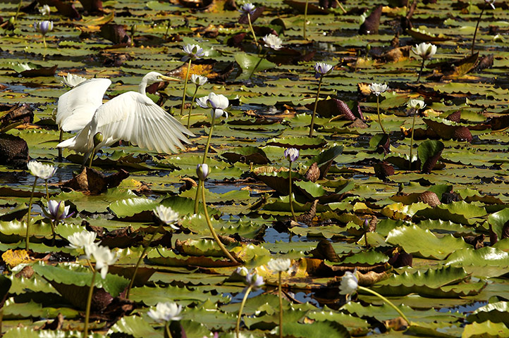 Solar Power: Scenes Of Cooktown
