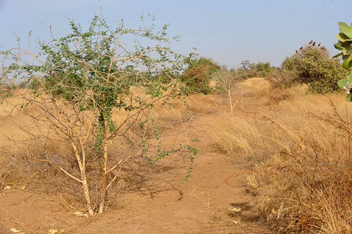 Solar Power:  Acacia trees