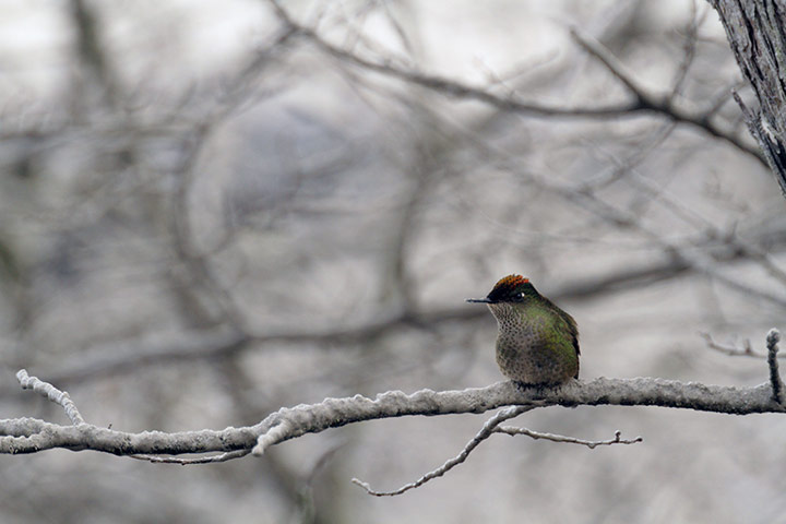 Solar Power: A humming-bird perches