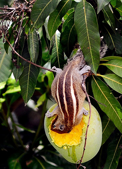 Solar Power: Squirrel eating a mango, in Bangalore