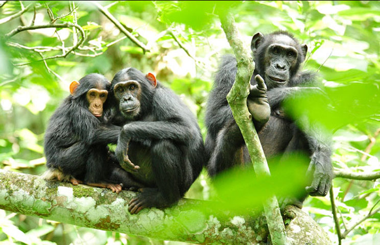 Solar Power: Chimpanzee Trio