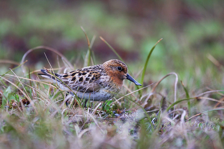 Solar Power: Spoon-billed Sandpiper 
