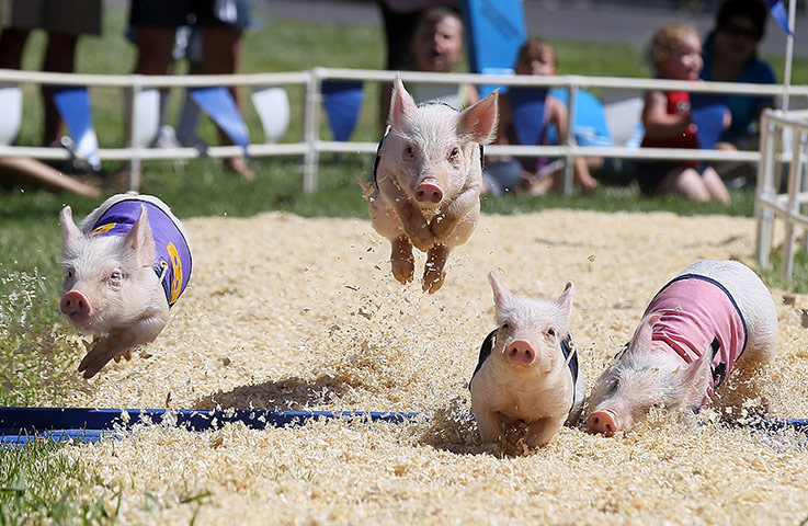 24 hours in pictures: Alameda County Fair Features Attractions, Animals, And Fried Food