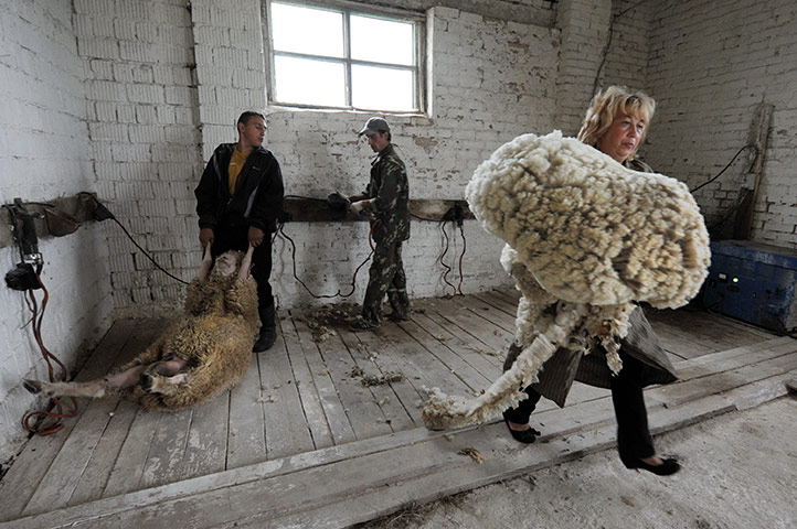 24 hours in pictures: A woman carries a fleece away as a man prepares to shear a sheep