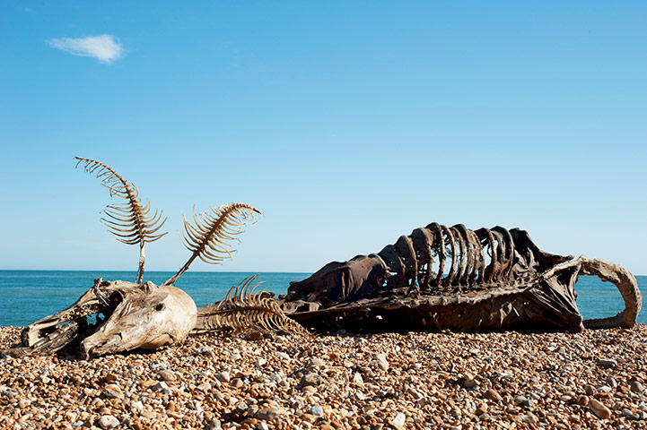 Folkestone Triennial: The Sea Monster by Charles Avery