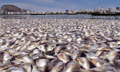  Fish   Quotes on Dead Fish In Sea Off Rio De Janeiro