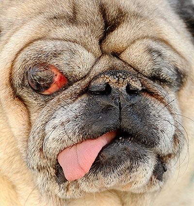 24 Hours In Pix: Pug ugly