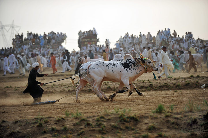 24 Hours In Pix: Bull racing