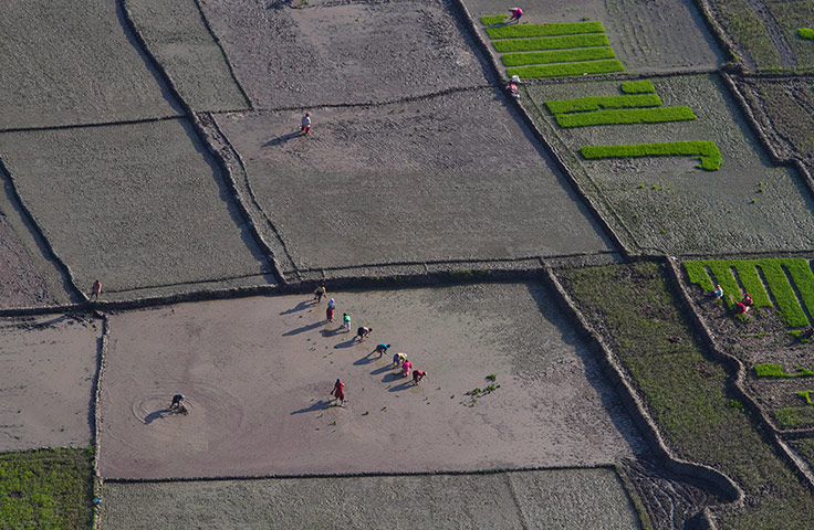 24 Hours: Nepal: Nepalese farmers plant rice in a paddy field 