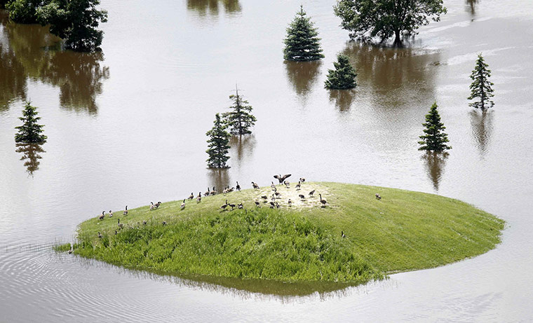 24 Hours: Minot, North Dakota, USA: Geese find refuge on a high spot