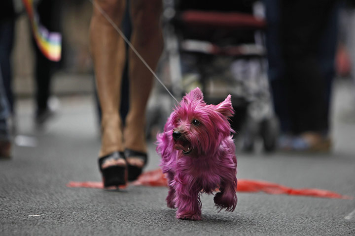 Gay Pride: A dog with dyed pink fur, is escorted by its owner in Paris, France