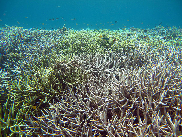 2010 extreme weather: Bleached coral