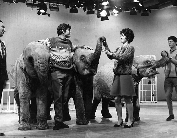 Blue Peter at TVC: The Blue Peter team with circus elephants