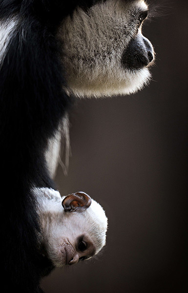 24 hours in pictures: olobus monkey, is held in the arms of her mother, Melbourne