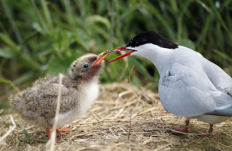 Seahouses: Visitors Enjoy The Wildlife At The Farne Islands