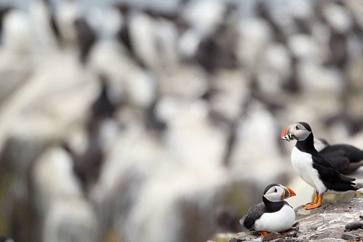 Seahouses: Visitors Enjoy The Wildlife At The Farne Islands