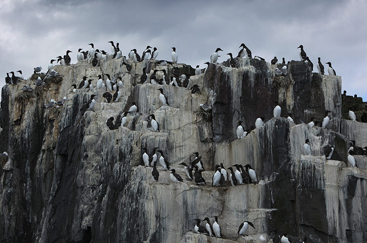 Seahouses: Visitors Enjoy The Wildlife At The Farne Islands