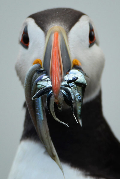 Seahouses: Visitors Enjoy The Wildlife At The Farne Islands