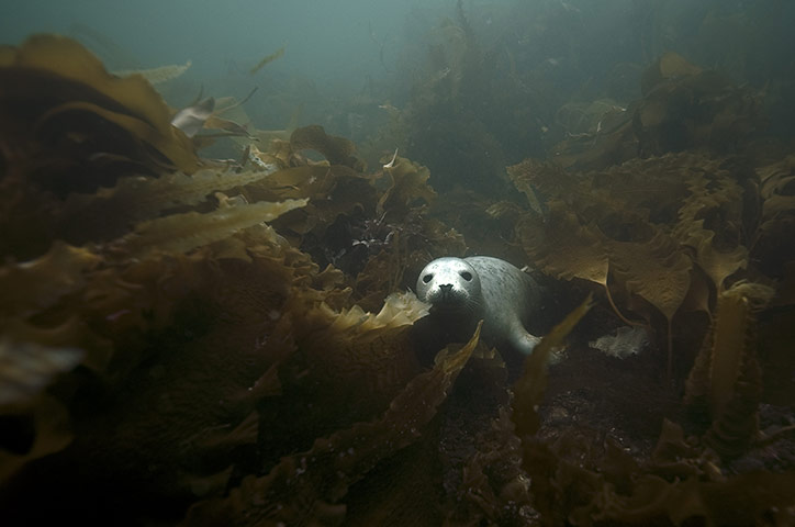 Seahouses: Visitors Enjoy The Wildlife At The Farne Islands