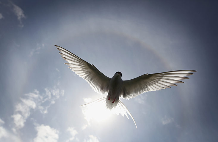 Seahouses: Visitors Enjoy The Wildlife At The Farne Islands