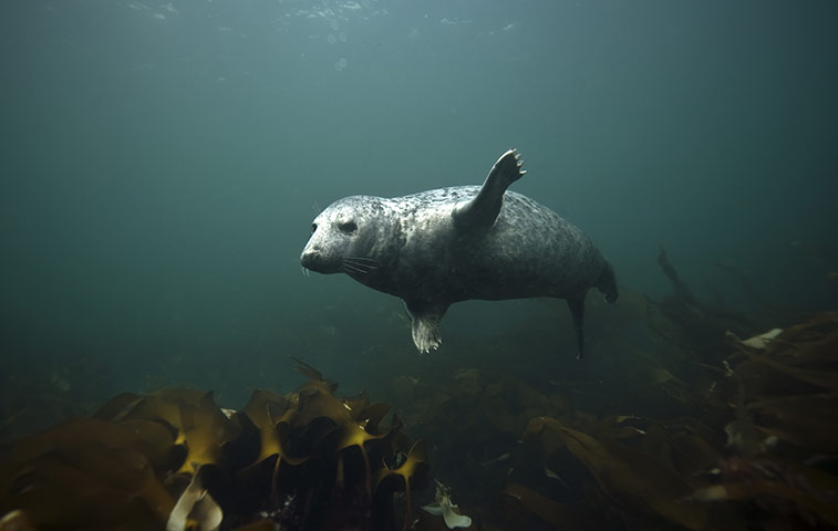 Seahouses: Visitors Enjoy The Wildlife At The Farne Islands