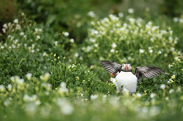 Seahouses: Visitors Enjoy The Wildlife At The Farne Islands