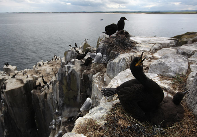 Seahouses: Visitors Enjoy The Wildlife At The Farne Islands