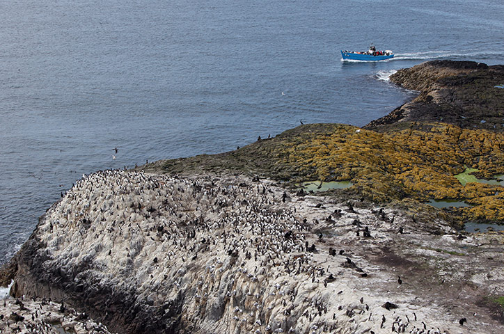 Seahouses: Visitors Enjoy The Wildlife At The Farne Islands