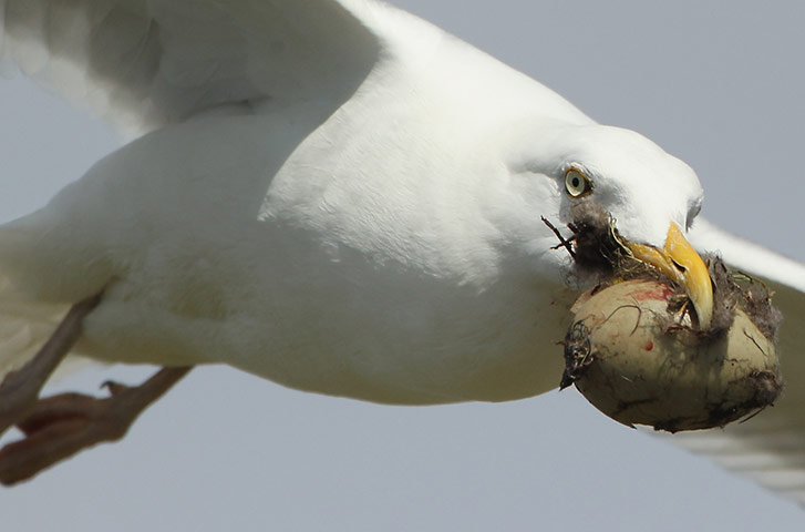 Seahouses: Visitors Enjoy The Wildlife At The Farne Islands