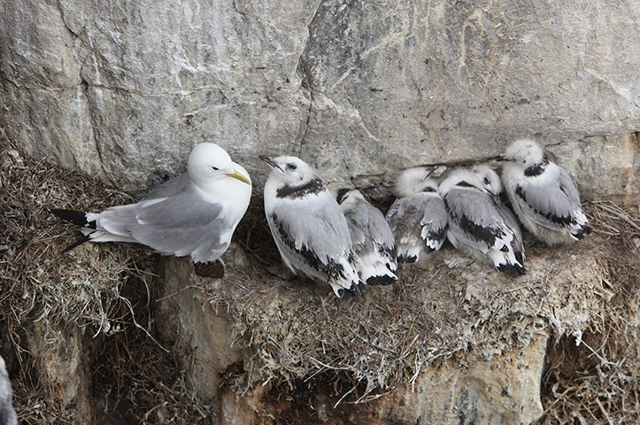 Seahouses: Visitors Enjoy The Wildlife At The Farne Islands