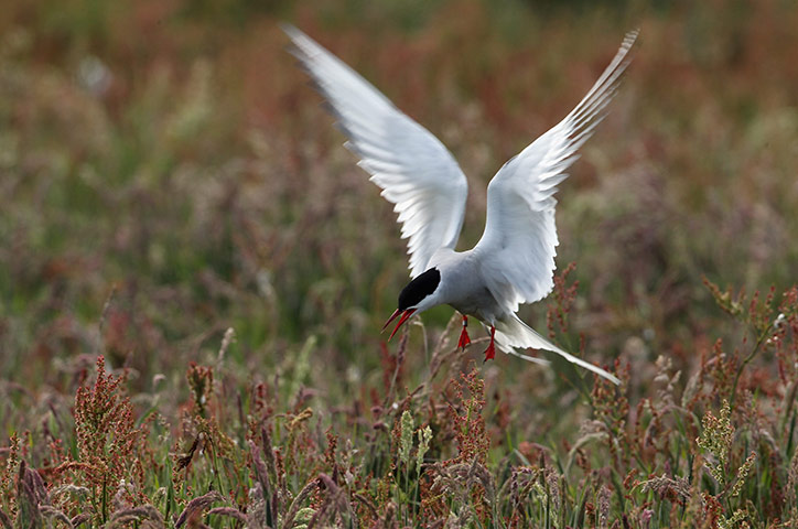 Seahouses: Seahouses, gateway to the Farne Islands