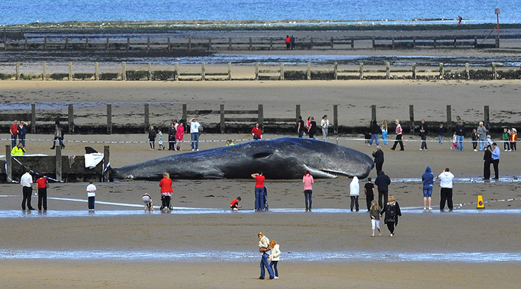Week in wildlife: A 44 foot long dead sperm whale is seen washed up on the beach at Redcar 