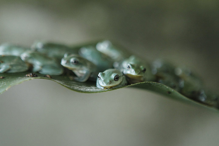 Week in wildlife: Tree frogs sit on a leaf at an amphibian feeding camp outside Hanoi