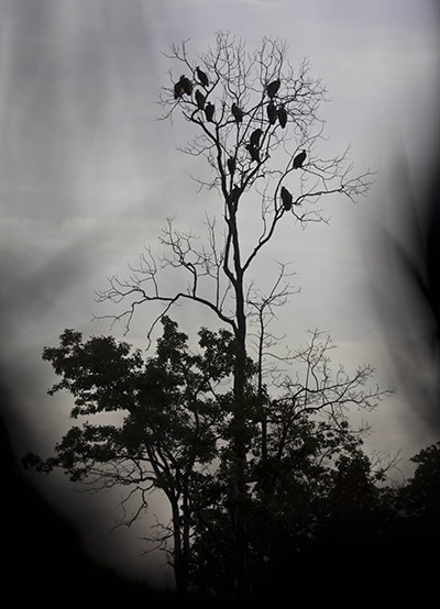 Week in wildlife: vultures rest in a tree near Dangplat, Cambodia