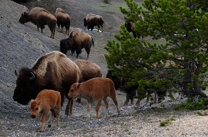 Week in wildlife: American Bison (also known as Buffalo) at Yellowstone National Park