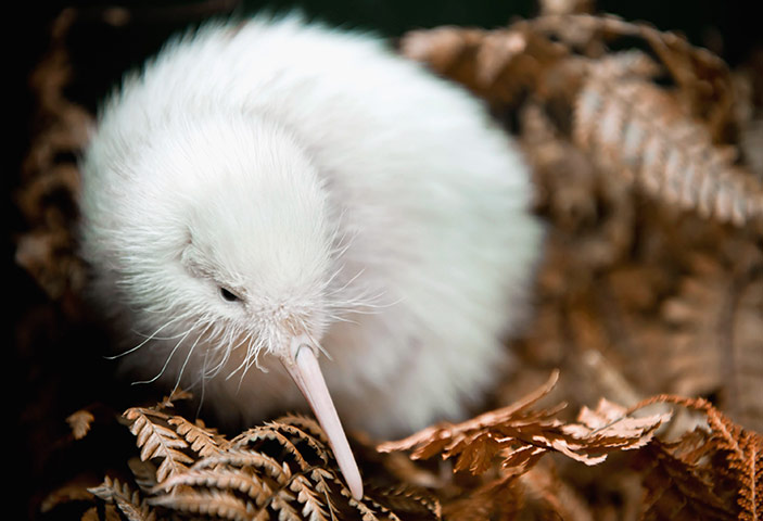 Week in wildlife: Rare Kiwi Chick Moves Into Outdoor Enclosure