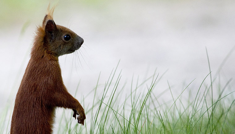 Week in wildlife: A squirrel