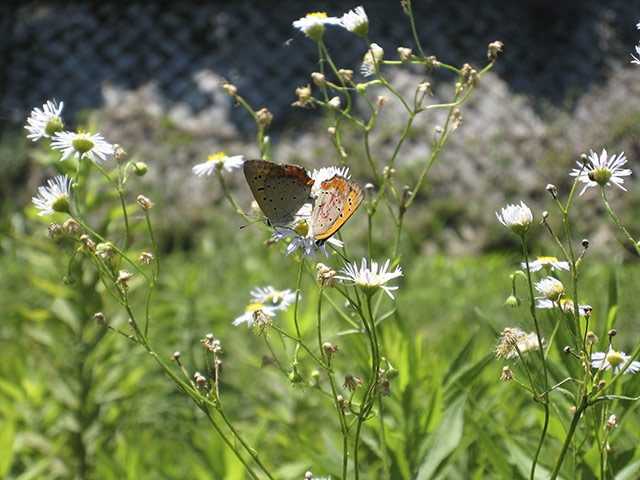 Week in wildlife: JAPAN-BUTTERFLY