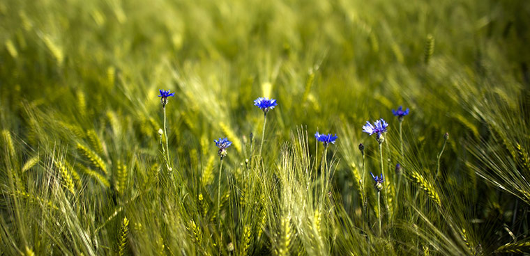 Week in wildlife: Blue cornflowers