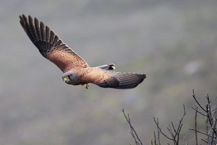 Week in wildlife: Rock Kestrel in South Africa