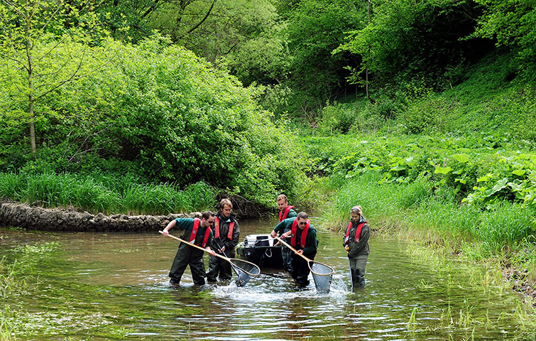 Week in wildlife: Fish rescued from River Lathkill